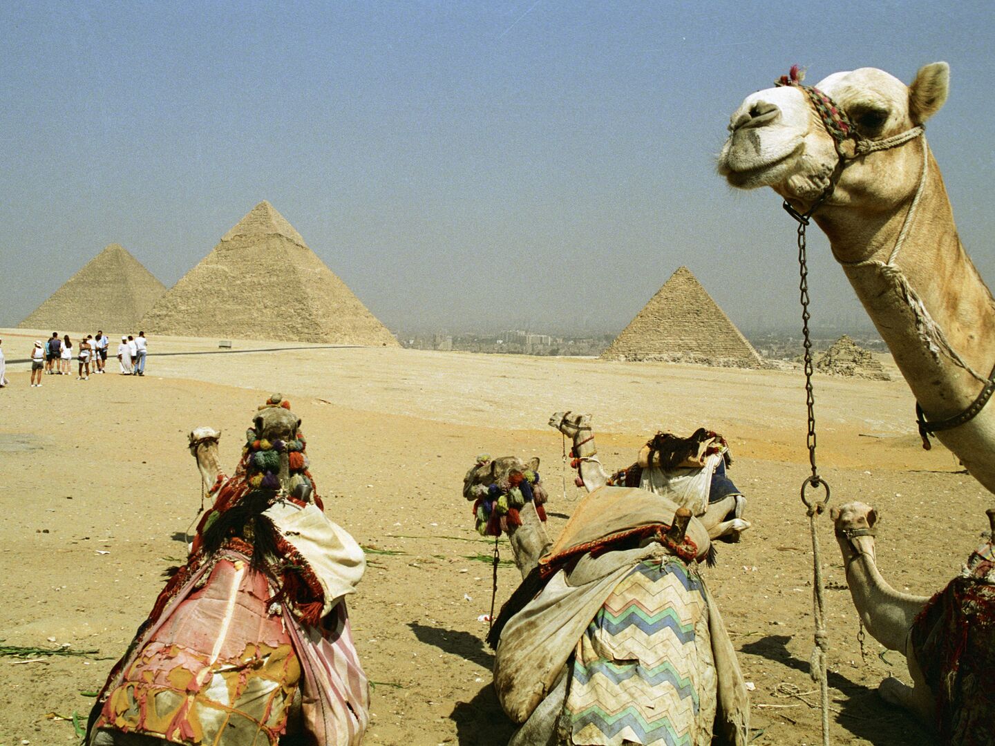 Чай С Египта Привозят Туристы Фото