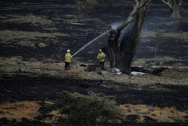 Пожарные тушат тлеющее дерево оставшееся после пожара в Австралия. 2 февраля 2020 года