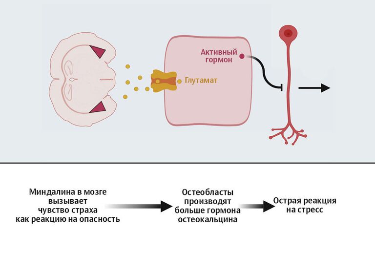 Реакция на стресс Реакция на стресс
