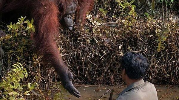 Орангутан протягивает руку помощи человеку в реке