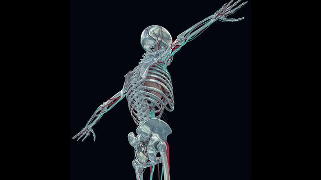 Скелет 3D