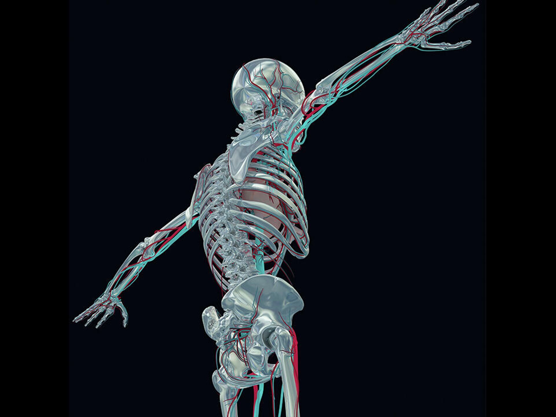 Строение Скелета Человека Фото С Описанием