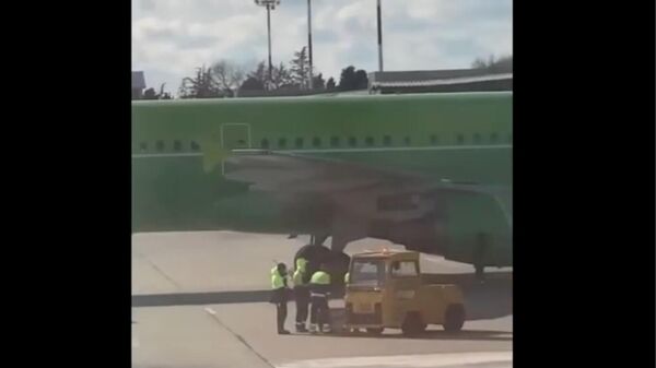 В Сочи сотрудники аэропорта разбили собачью перевозку