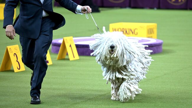 Собака породы Комондор на ежегодной выставке 2020 Westminster Kennel Club Dog Show в Мэдисон-Сквер-Гарден в Нью-Йорке