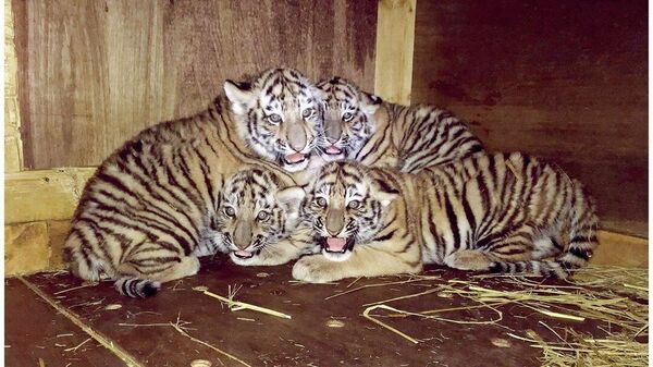 Детеныши тигрицы Кассандра в японском зоопарке Оморияма, расположенном в городе Акита