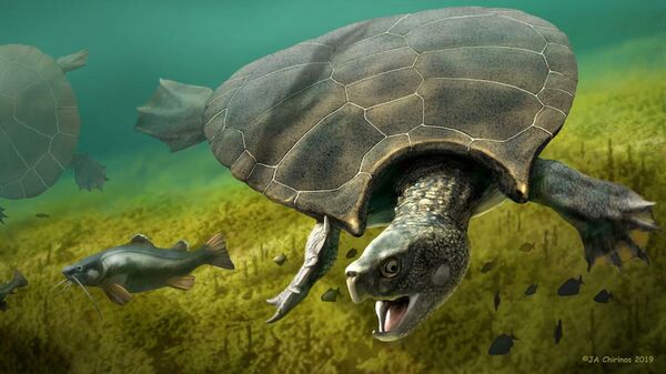Графическая реконструкция гигантской черепахи Stupendemys geographicus - самец (спереди) и самка (слева), плавающие в пресной воде