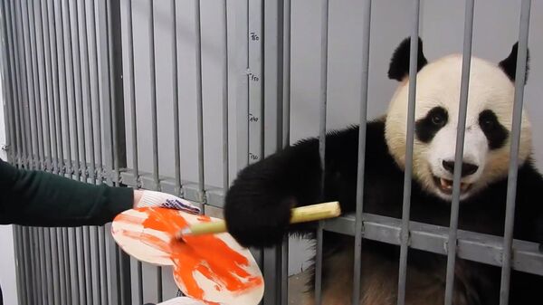Самец панды по кличке Жуи раскрашивает валентинку для своей избранницы панды Диндин в Московском зоопарке. Стоп-кадр видео