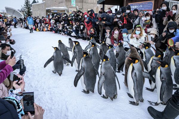Королевские пингвины в японском зоопарке