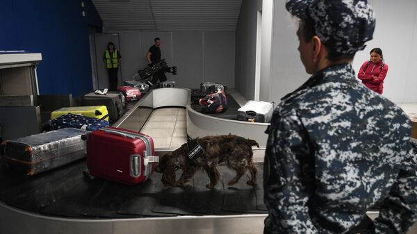 Служебная собака обнюхивает багаж пассажиров, прибывших международными рейсами в аэропорт Толмачево в Новосибирске