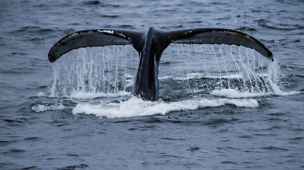 Горбатый кит в районе островов Аделейд и Земли Александра I в Антарктиде