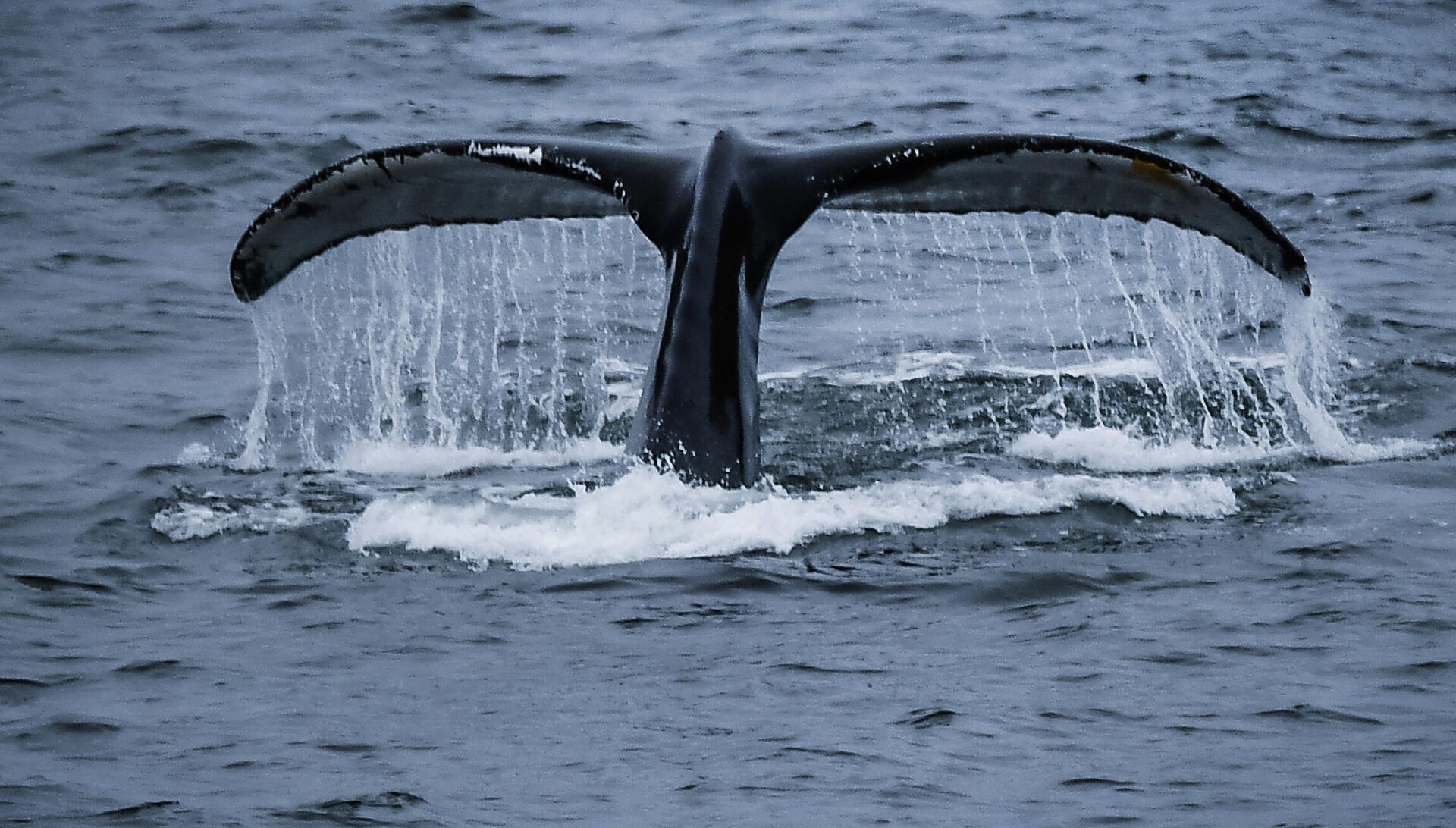 Горбатый кит в районе островов Аделейд и Земли Александра I в Антарктиде - РИА Новости, 1920, 25.11.2022