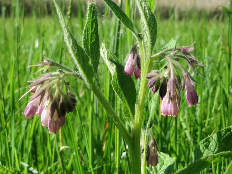 Окопник лекарственный Окопник лекарственный