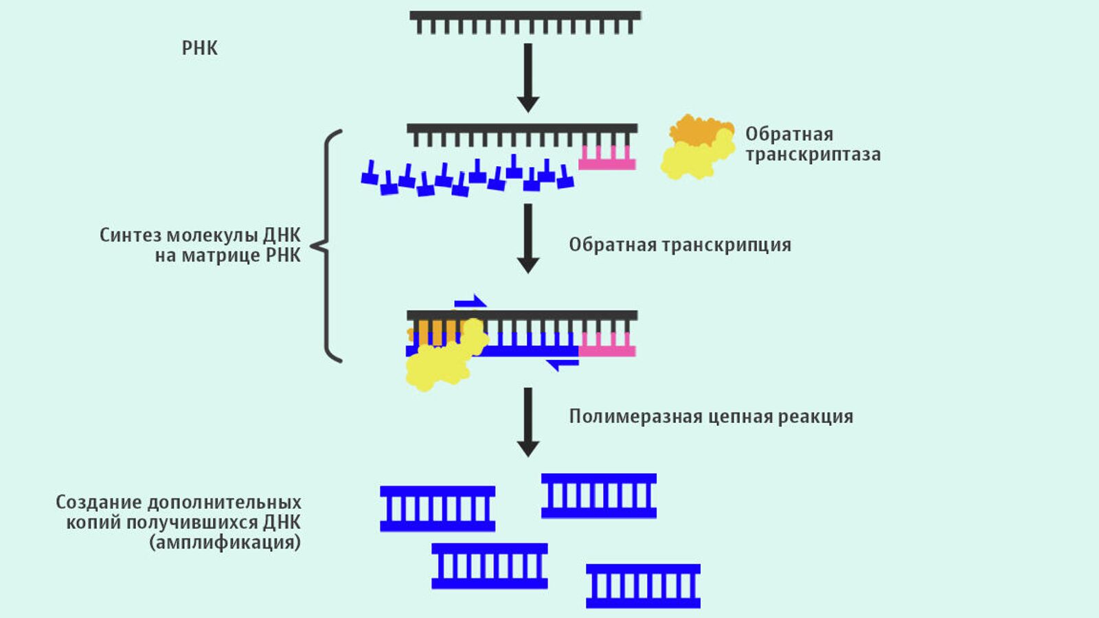 Обратная транскрипция РНК вируса