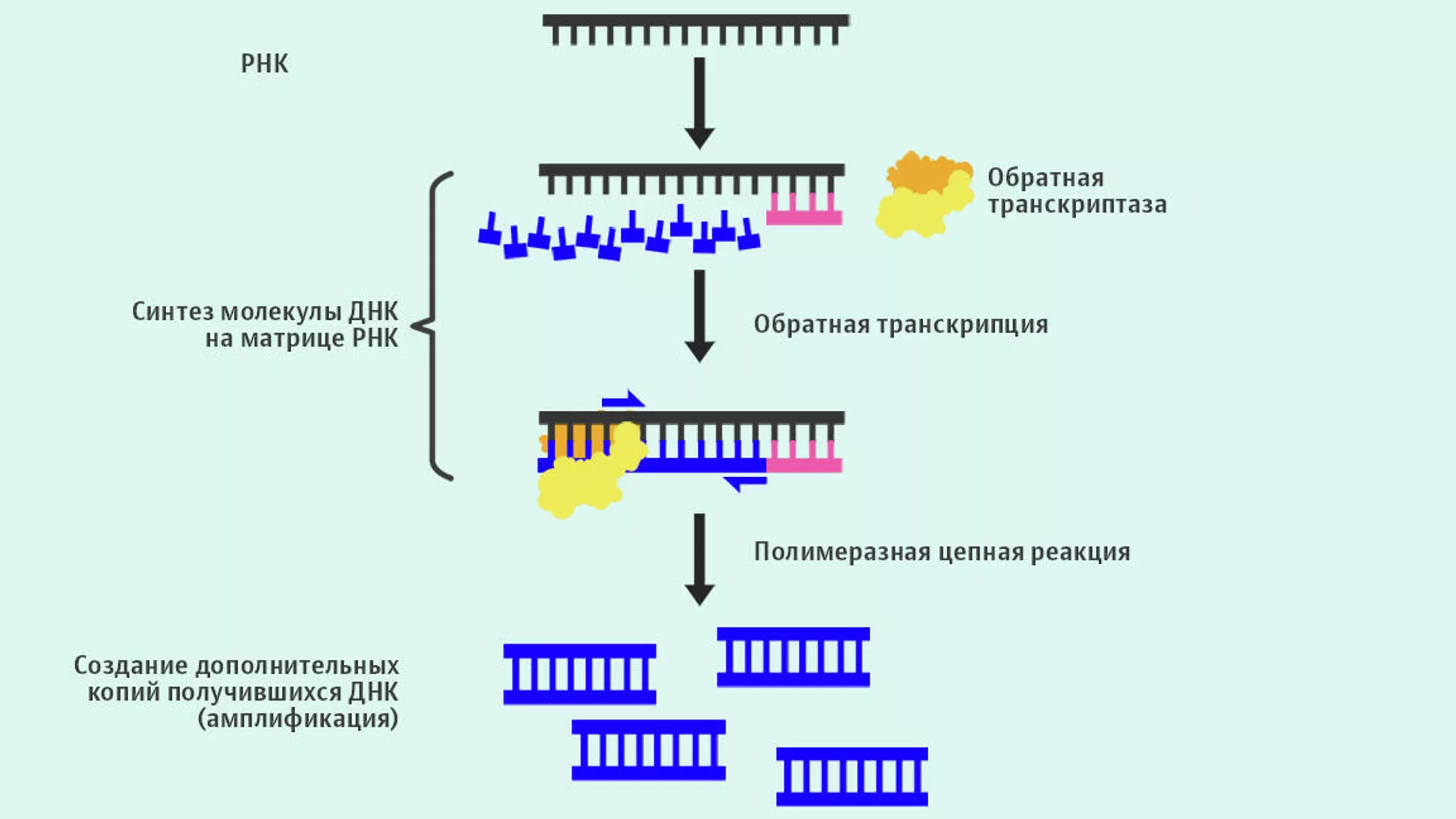 Рнк исследования. Обратная транскриптаза полимеразная цепная реакция. ПЦР С обратной транскрипцией схема. Полимеразная цепная реакция с обратной транскрипцией. ПЦР С обратной транскриптазой (RT-PCR).