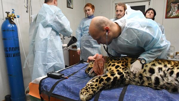 Ветеринарный врач осматривает дальневосточного леопарда Leo 131M Эльбрус в центре реабилитации и реинтродукции тигров и других животных во Владивостоке