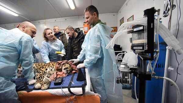 Ветеринарные врачи осматривают дальневосточного леопарда Leo 131M Эльбрус в Центре реабилитации и реинтродукции тигров и других животных во Владивостоке