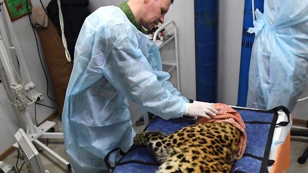 Ветеринарный врач осматривает дальневосточного леопарда Leo 131M Эльбрус в Центре реабилитации и реинтродукции тигров и других животных во Владивостоке