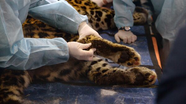 Ветеринарный врач осматривает дальневосточного леопарда Leo 131M Эльбрус в Центре реабилитации и реинтродукции тигров и других животных во Владивостоке