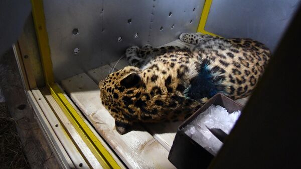 Во время подготовки леопарда к транспортировке во Владивостоке. Хищник пострадал из-за столкновения с автомобилем