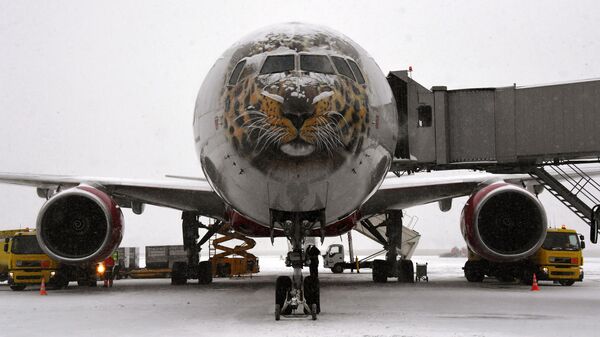 Самолет авиакомпании Россия, на котором доставят спасенного дальневосточного леопарда Leo 131M в Москву на лечение, в аэропорту Владивостока
