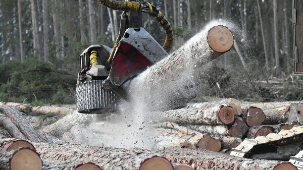 Валочно-пакетирующая машина распиливает стволы поваленных деревьев на лесозаготовительном участке в Красноярском крае