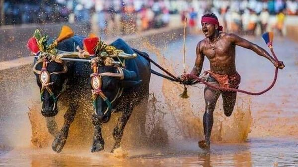 Индийский бегун с буйволами