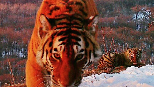 Амурский тигр в национальном парке Земля леопарда в Приморском крае