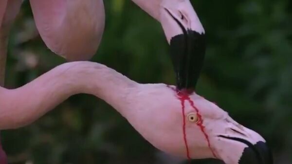 Стоп-кадр видео с изображением процесса кормления птенца фламинго секретом желудочно-кишечного тракта родителей