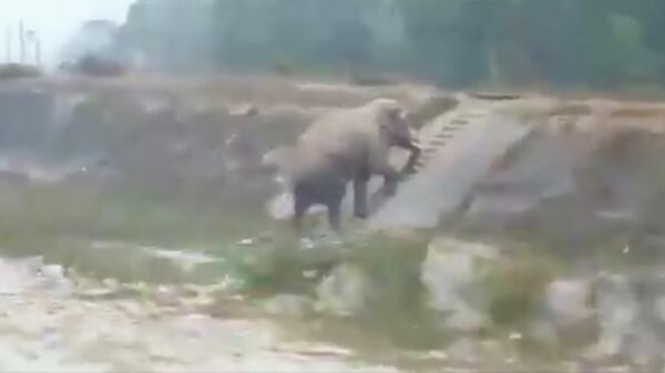 Стоп-кадр видео, поднимающегося по лестнице слона