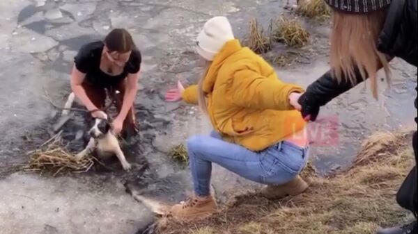 Стоп-кадр видео спасения собаки, провалившейся под лед