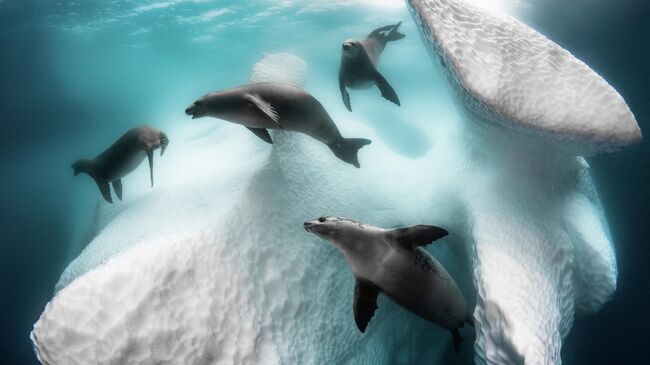 Greg Lecoeur. Работа победителя конкурса The Underwater Photographer of the Year 2020