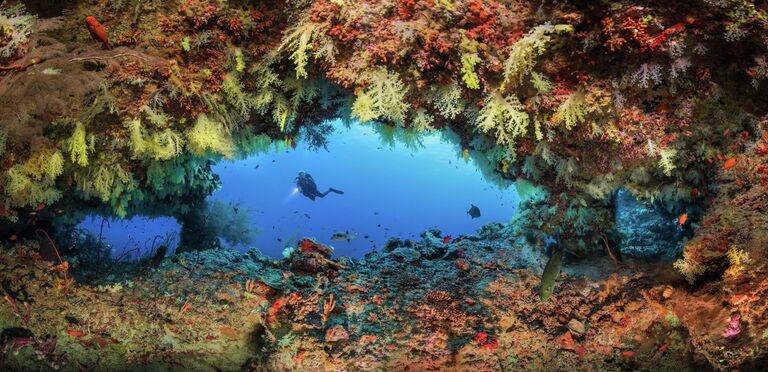 Oleg Gaponyuk. Работа победителя конкурса The Underwater Photographer of the Year 2020