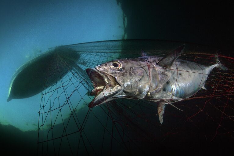 Pasquale Vassallo. Работа победителя конкурса The Underwater Photographer of the Year 2020