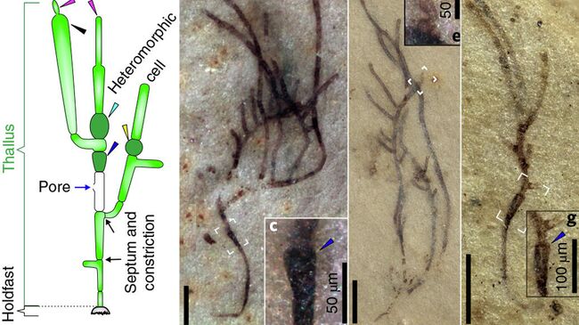 Морфология водорослей Proterocladus antiquus