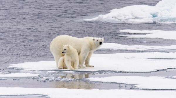 Полярная медведица с медвежонком на льдине