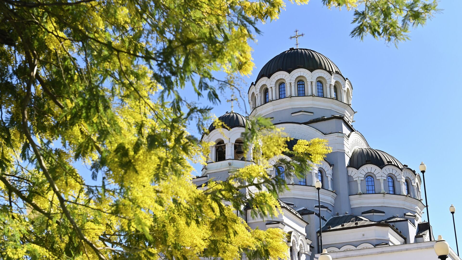 Цветущее дерево мимозы во дворе Храма Нерукотворного Образа Христа Спасителя в Сочи - РИА Новости, 1920, 28.02.2020