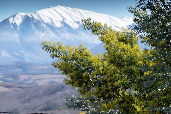 Цветущее дерево мимозы на фоне заснеженных гор в Сочи