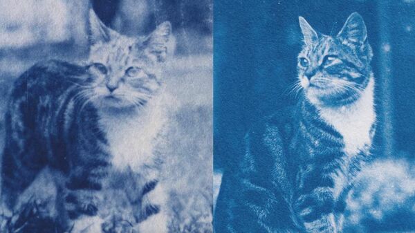 Снимки котов из капсулы времени возрастом 120 лет
