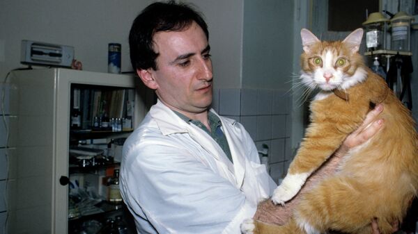 Врач-ветеринар осматривает пациента, кота - артиста Театра кошек Юрия Куклачева.