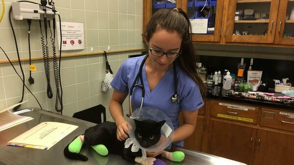 Кошка, пострадавшая во время пожаров 2017 года в Школе ветеринарной медицины при Калифорнийском университете в Дейвисе