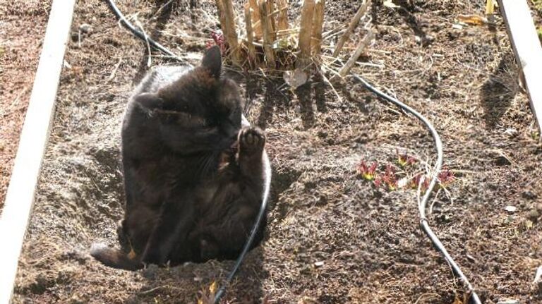 Кошка в Аптекарском огороде