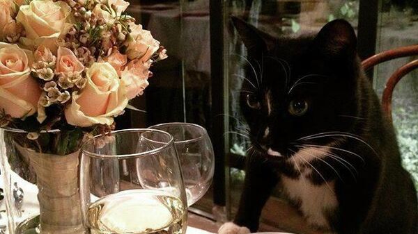 Главный Цветочный Кот в ресторане