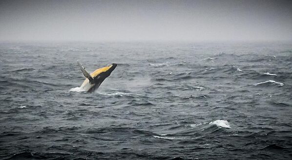 Горбатый кит в море Беллинсгаузена у побережья Антарктиды, расположенном в Тихоокеанском секторе Южного океана