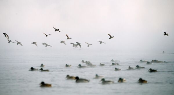 Дикие утки летят над рекой Енисей в морозный день в городе Дивногорск в Красноярском крае