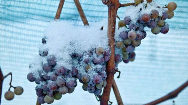 Заснеженный виноград 