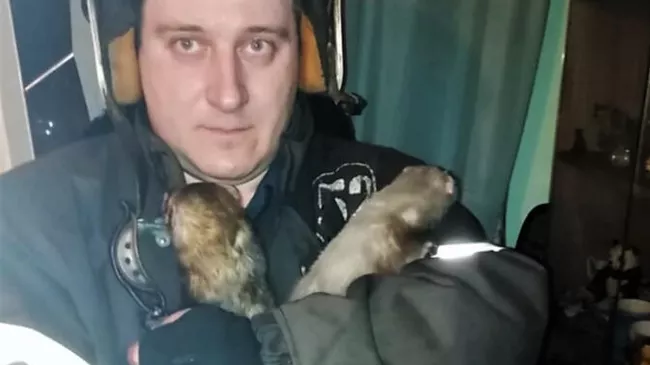 Хорьки, спасенные из горящей квартиры на Севастопольском проспекте в Москве