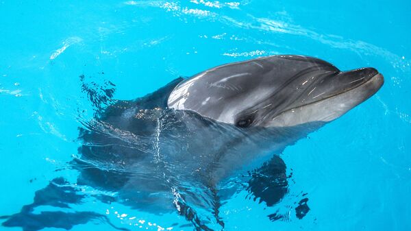 Дельфин в Центре океанографии и морской биологии