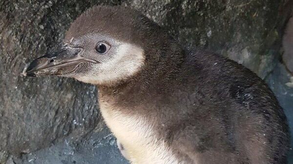 Птенец редких пингвинов Гумбольдта, родившийся в Московском зоопарке