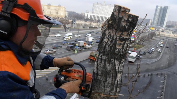 Сотрудник коммунальной службы обрезает ветки дерева на одной из улиц в Москве