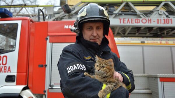 Кошка на руках сотрудника МЧС России